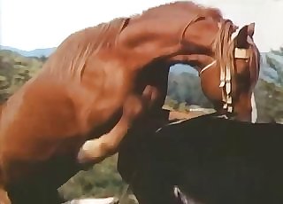 Donkey and pony are both enjoying bestiality sex
