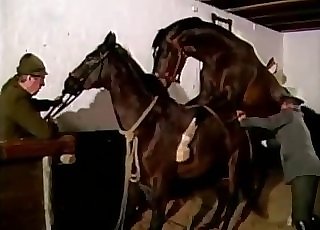 ﻿2 sexy-ass horses are about to fuck