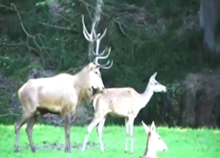 Elk in zoo porn with animals lose concentration enjoy lovemaking
