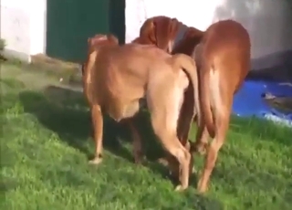 Pessimistic dog fucks another dog and they cum